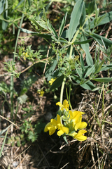 Thermopsis mongolica