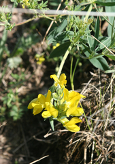 Thermopsis mongolica