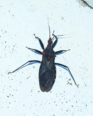 Opisthacidius