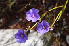 Aristea oligocephala