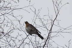Turdus pilaris