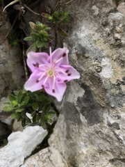Rhodothamnus chamaecistus