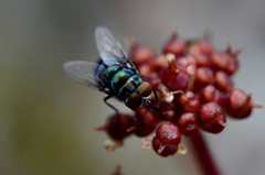 Chrysomya chloropyga