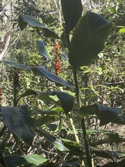 Hedychium gardnerianum