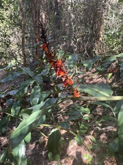 Hedychium gardnerianum