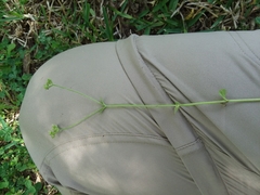 Valerianella radiata