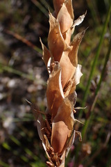 Elegia fistulosa