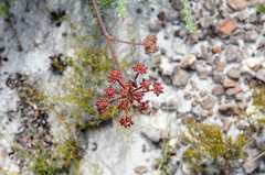 Chrysomya chloropyga