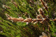 Elegia fistulosa