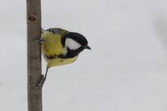 Parus major