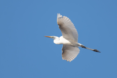 Garceta grande (Ardea alba)