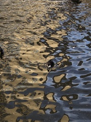 Anas platyrhynchos domesticus