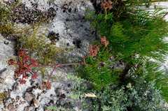 Chrysomya chloropyga