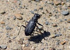 Cicindela longilabris