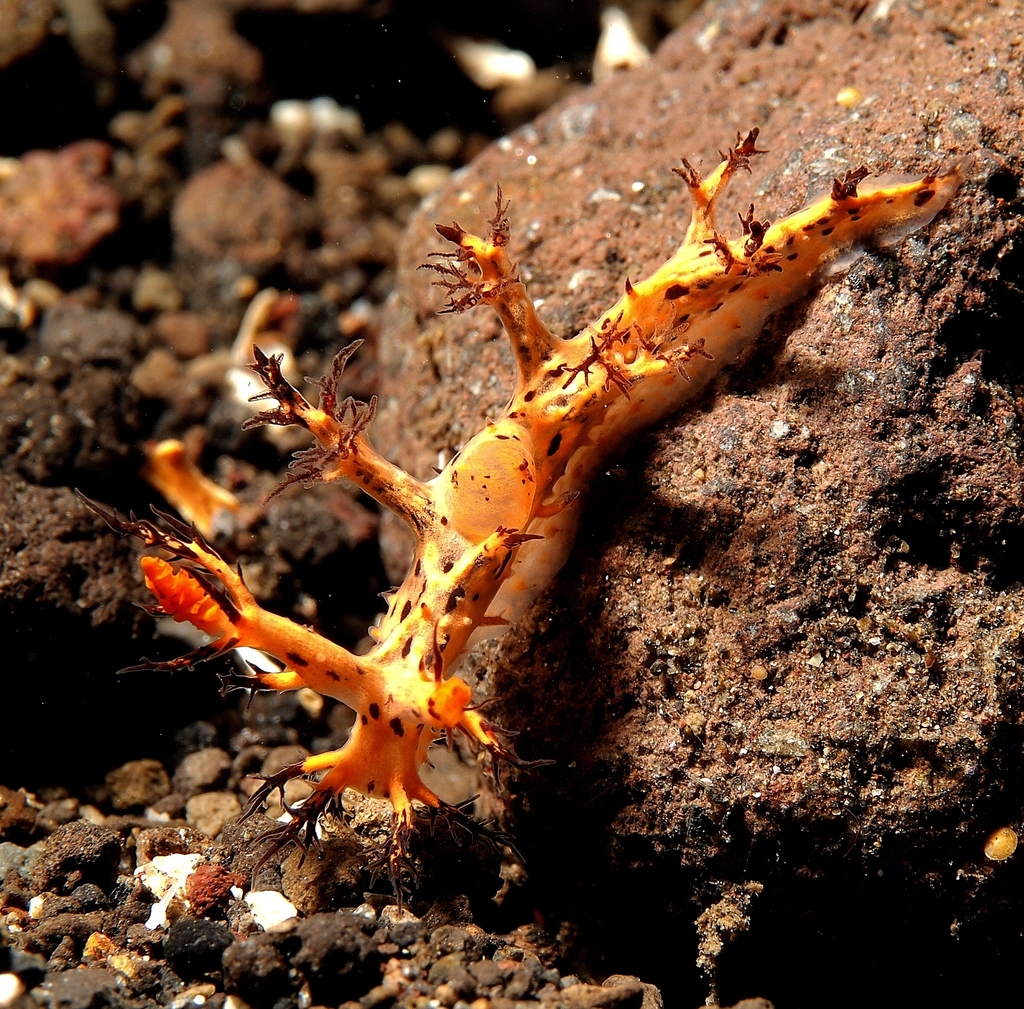 Cabangus regius