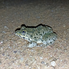 Hoplobatrachus crassus