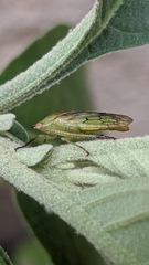 Hemiptera