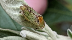 Hemiptera