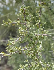 Condalia globosa