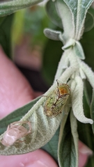 Hemiptera