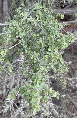 Condalia globosa