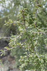 Condalia globosa
