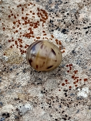 Glomeris distichella