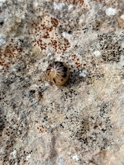 Glomeris distichella