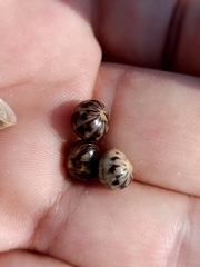 Glomeris distichella