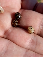 Glomeris distichella