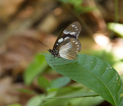 Hypolimnas anthedon anthedon