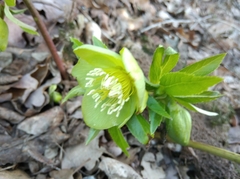 Helleborus odorus