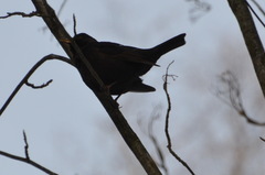 Turdus merula