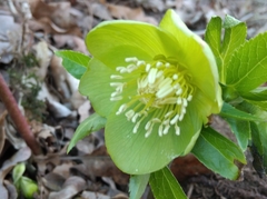 Helleborus odorus