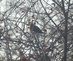 Turdus atrogularis