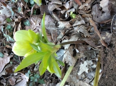 Helleborus odorus