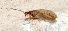 Micromus subanticus