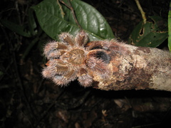 Avicularia rufa