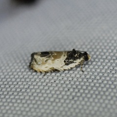 Olethreutes griseoalbana