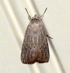 Catabena lineolata