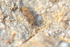 Isotomurus pseudopalustris