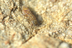 Isotomurus pseudopalustris