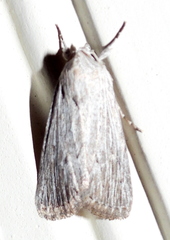 Catabena lineolata