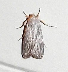 Catabena lineolata