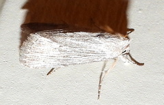 Catabena lineolata