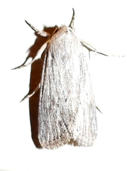 Catabena lineolata