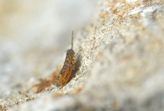 Isotomurus pseudopalustris