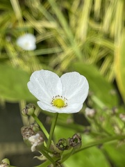 Echinodorus grandiflorus