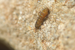 Isotomurus pseudopalustris