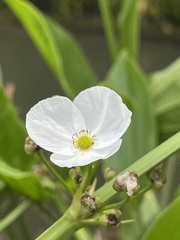 Echinodorus grandiflorus